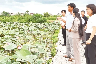 Mô hình trồng sen ở huyện Ứng Hòa giúp người dân nâng cao thu nhập. (Ảnh LÊ HẢI)