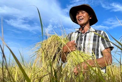 Đề án 1 triệu ha lúa chất lượng, hướng đi phát triển nông nghiệp bền vững.