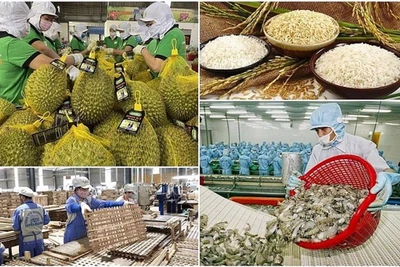 Năm 2024, tổng kim ngạch xuất khẩu nông lâm thủy sản ước đạt mức cao kỷ lục 62,4 tỷ USD, tăng 18,5% so với năm 2023.