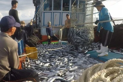 Thủ tướng Phạm Minh Chính vừa ký Công điện số 127/CĐ-TTg gửi Bộ trưởng Nông nghiệp và Phát triển nông thôn; Chủ tịch Ủy ban nhân dân các tỉnh, thành phố trực thuộc trung ương ven biển về việc chấn chỉnh công tác cấp giấy xác nhận nguyên liệu thủy sản khai thác, giấy chứng nhận thủy sản khai thác tại địa phương.