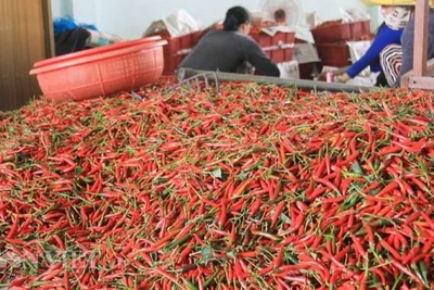 Bộ Nông nghiệp và Môi trường đã ký các nghị định thư về xuất khẩu ớt, chanh leo, tổ yến, cám gạo sang Trung Quốc.