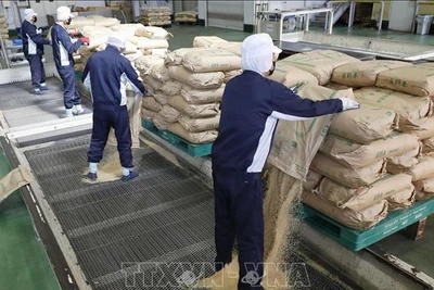 Gạo dự trữ của Chính phủ được chuyển tới nhà máy xay xát ở tỉnh Saitama, Nhật Bản, ngày 18/3/2025. Ảnh: Kyodo/TTXVN