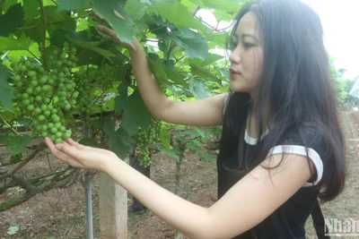 Du khách đến tham quan, check-in vườn nho hạ đen tại Đan Phượng. 