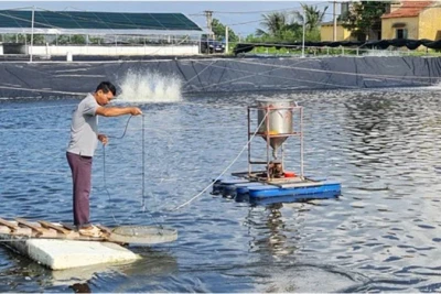 Quy trình nuôi tôm 3 giai đoạn của Công ty cổ phần Thủy sản Tân An, thị xã Quảng Yên, tỉnh Quảng Ninh. (Ảnh:nhandan.vn)