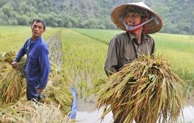 Tiếp tục nghiên cứu, hoàn thiện cơ chế, chính sách dành cho nông nghiệp, nông dân, nông thôn