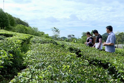 Luật Đất đai 2024 tạo điều kiện thuận lợi cho các hộ gia đình yên tâm đầu tư, phát triển sản xuất nông nghiệp. Trong ảnh: Nông dân xã Pà Cò, huyện Mai Châu, tỉnh Hòa Bình thu hoạch chè. (Ảnh NGUYỄN TUẤN)