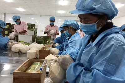 Sơ chế dừa tươi phục vụ xuất khẩu tại tỉnh Bến Tre. (Ảnh TRUNG LÊ)