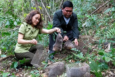 Lực lượng chức năng tỉnh Kon Tum thả động vật hoang dã về lại môi trường tự nhiên. (Ảnh ĐỨC THÀNH)