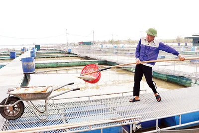 Các hộ nuôi cá lồng tại xã Trung Kênh, huyện Lương Tài, tỉnh Bắc Ninh, mong nguồn vốn hỗ trợ để tái sản xuất.