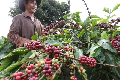 Thu hoạch cà-phê ở huyện IaGRai, tỉnh Gia Lai. (Ảnh: TTXVN)