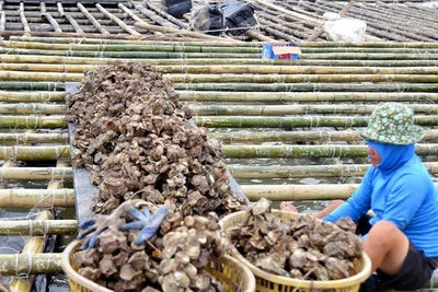 Người dân gia cố bè cũ để tiếp tục hoạt động nuôi trồng thủy sản trên sông Chanh, thị xã Quảng Yên, sau thiệt hại của bão số 3. (Ảnh: TTXVN)