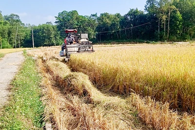 Sản xuất nông nghiệp trên địa bàn huyện Phú Bình được cơ giới hóa.