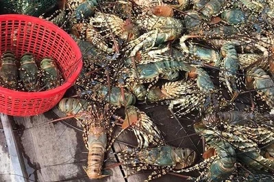 Ảnh hưởng mưa bão tôm hùm nuôi tại thị xã Sông Cầu chết hàng loạt, người nuôi thiệt hại nặng.