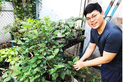 Bonsai dâu tằm đang là thú chơi cây được yêu thích ở một số địa phương. Ảnh: TẤN ĐẠT 