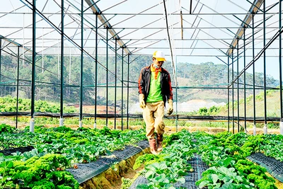 Nhiều doanh nghiệp ngành nông nghiệp lựa chọn sản xuất theo hướng tuần hoàn. Ảnh: NAM ANH