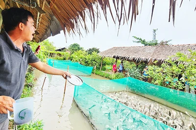 Cá lóc bay là một trong những điểm nhấn của du lịch Cồn Sơn.