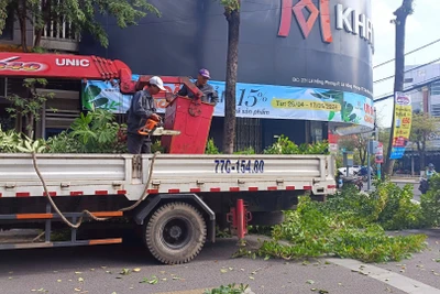 Bình Định cắt tỉa cây xanh nhằm hạn chế thiệt hại do mưa bão gây ra.