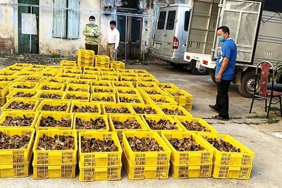 Buôn lậu gia cầm không rõ nguồn gốc có thể làm tăng nguy cơ lây nhiễm bệnh cúm gia cầm.