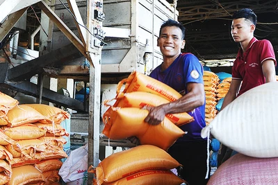 Nhu cầu nhập khẩu gạo của nhiều nước trên thế giới vẫn duy trì đà tăng. Ảnh: NGUYỆT ANH