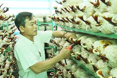 Mô hình trồng nấm ở phường Tân Hiệp, thị xã Tân Uyên.