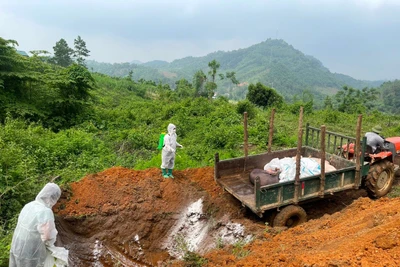 Tiêu hủy lợn nhiễm bệnh tại thị trấn Phủ Thông, huyện Bạch Thông. Ảnh: THU TRANG