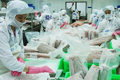 Chế biến cá ngừ xuất khẩu. Ảnh: NGUYỄN NAM