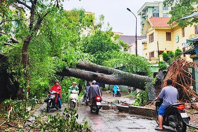 Hà Nội cần có nhiều biện pháp trong việc trồng và chăm sóc hệ thống cây xanh đô thị.