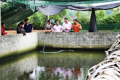 Với 50 triệu đồng vốn vay từ Chương trình hộ mới thoát nghèo, gia đình anh Hoàng Hữu Sơn ở xóm Hiệp Hòa, xã Hòa Sơn, huyện Đô Lương đang đầu tư mô hình nuôi ếch thương phẩm, ếch giống.