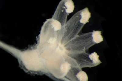 Chiêm ngưỡng các loài sinh vật lần đầu được phát hiện dưới đáy biển sâu