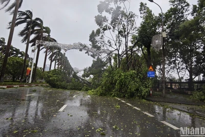 Gió bão quật đổ hàng trăm cây xanh tại thành phố Bắc Ninh.