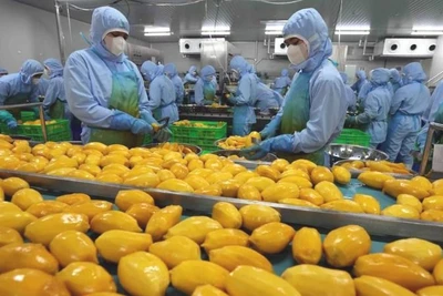 Chế biến sản phẩm xoài xuất khẩu. (Ảnh minh họa: TTXVN) 