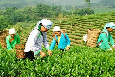 Nguồn lực từ chương trình mục tiêu quốc gia giúp đồng bào dân tộc thiểu số và miền núi phát triển sản xuất, nâng cao đời sống. (Ảnh minh họa: baodantoc.vn) 