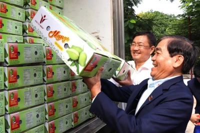 Xoài tượng da xanh An Giang xuất khẩu sang thị trường Australia. (Ảnh: TTXVN) 