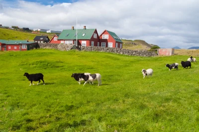 Chăn thả cừu trên đồng cỏ ở Torshavn, Đan Mạch. Ảnh: istock/photosvit 