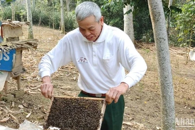 Chăm sóc ong lấy mật. (Ảnh minh họa: TRUNG HƯNG) 