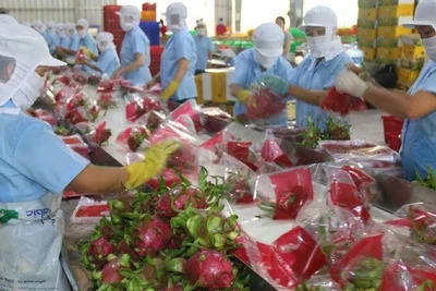 Sơ chế thanh long xuất khẩu ở Tiền Giang. (Ảnh minh họa: TTXVN) 