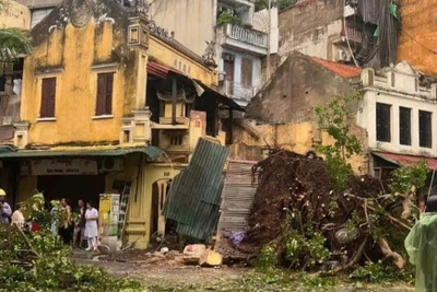 Cây xanh gãy đổ làm sập nhà trên phố Hàng Cá, quận Hoàn Kiếm, Hà Nội. 