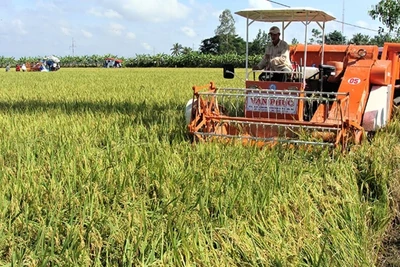 Thu hoạch lúa thơm ST trên cánh đồng lớn ở Sóc Trăng.