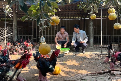 Lãnh đạo xã Đông Tảo thăm trại gà của Chủ tịch Hội Chăn nuôi gà Đông Tảo, Giám đốc Hợp tác xã Chăn nuôi và Kinh doanh gà Đông Tảo Lê Quốc Thắng (bên trái).