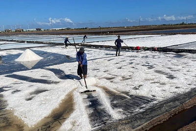 Diêm dân Bạc Liêu vào vụ thu hoạch muối. (Ảnh THANH CƯƠNG)