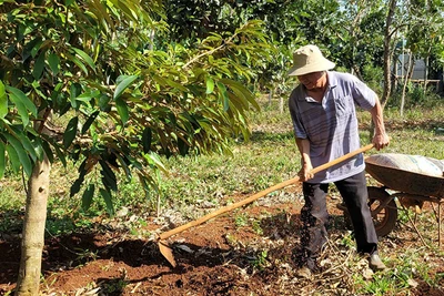 Ông Phạm Quang Mười, cố vấn Hợp tác xã Nông nghiệp xanh HD và MN (buôn Yông, xã Ea Drơng, huyện Cư M’gar, Đắk Lắk) chăm sóc vườn sầu riêng.