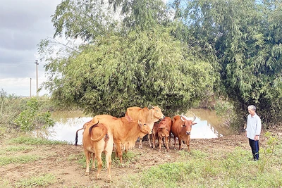 Ông Phan Hữu Thoán, ở xã Phong Thủy, huyện Lệ Thủy (Quảng Bình) vay vốn ưu đãi của Ngân hàng Chính sách xã hội để mua bò chăn nuôi.