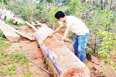 Vườn trồng sâm dây manh mún ở Hợp tác xã nông nghiệp Tuyết Sơn Kon Plông chứ không phải trồng sâm Ngọc Linh như quảng bá.