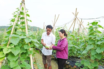 Bí thư Chi bộ, Trưởng thôn Yên Thượng, xã Trung Yên, huyện Sơn Dương (Tuyên Quang) Ma Hồng Phú kiểm tra mô hình trồng dưa chuột trên địa bàn. (Ảnh THANH PHÚC)