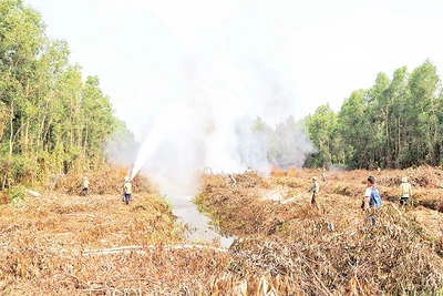 Diễn tập phòng cháy, chữa cháy rừng tại Công ty TNHH MTV Lâm nghiệp U Minh hạ vào đầu tháng 3/2024.