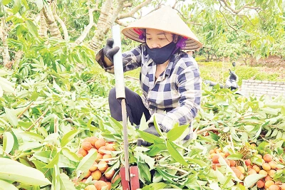 Người dân thôn Lân Thịnh, xã Phúc Hòa, huyện Tân Yên thu hoạch vải thiều. (Ảnh TRƯỜNG SƠN) 