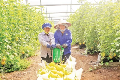 Thu hoạch dưa lưới tại Khu Nông nghiệp ứng dụng công nghệ cao An Thái do Unifarm đầu tư ở Bình Dương.