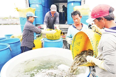 Thu hoạch tôm nước lợ tại Công ty Fimex (Sóc Trăng).