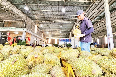 Thu mua sầu riêng phục vụ xuất khẩu trên địa bàn huyện Cai Lậy, tỉnh Tiền Giang. (Ảnh NGUYỄN SỰ)