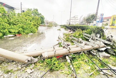 Nhiều cột điện trên địa bàn thành phố Hạ Long bị đổ gãy do bão số 3. (Ảnh CTV) 